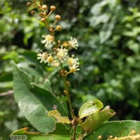 Croton klotzschianus (Wight) Thwaites